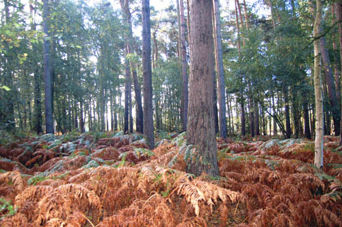 Aspley Heath woods September 2007